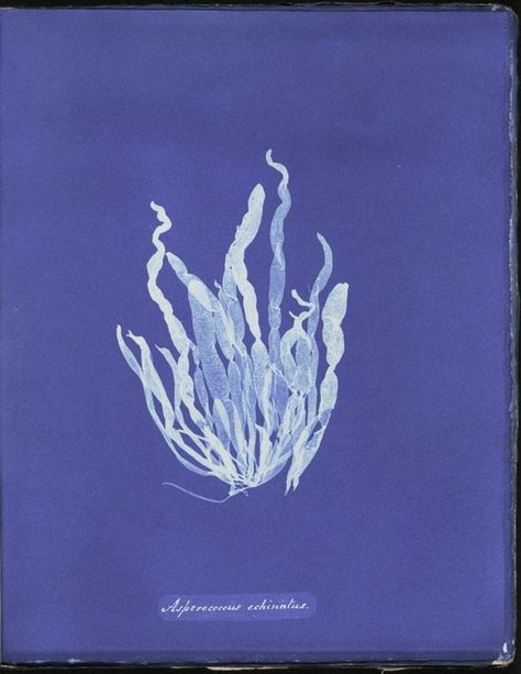 One of hundreds of thousands of free digital items from The New York Public Library. Anna Atkins Cyanotype, Alevel Photography, Tapestry Inspiration, Anna Atkins, Sea Flowers, Font Illustration, Beautiful Bugs, Female Photographers, Science Art