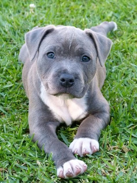 Pitbull Puppies Training, Cute Pitbulls, Pitbull Dog Breed, Pit Bull Puppies, Doodle Puppies, Bully Breeds Dogs, Dog Mommy, Very Cute Dogs, Goldendoodle Puppy