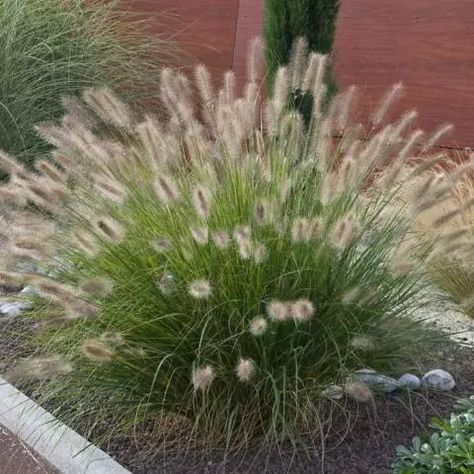 Red Fountain Grass, Pennisetum Alopecuroides, Lily Turf, Nursery Plants, Fountain Grass, Sensory Garden, Grasses Garden, Ornamental Grasses, Lombok