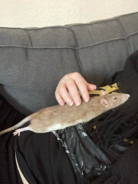 Animal Pfp Cute, Cute Animal Pfp, Rattus Rattus, Animal Pics Funny, Pet Aesthetic, Cute Animal Character, Animal Pfp, Fancy Rats, Animal Videos Funny