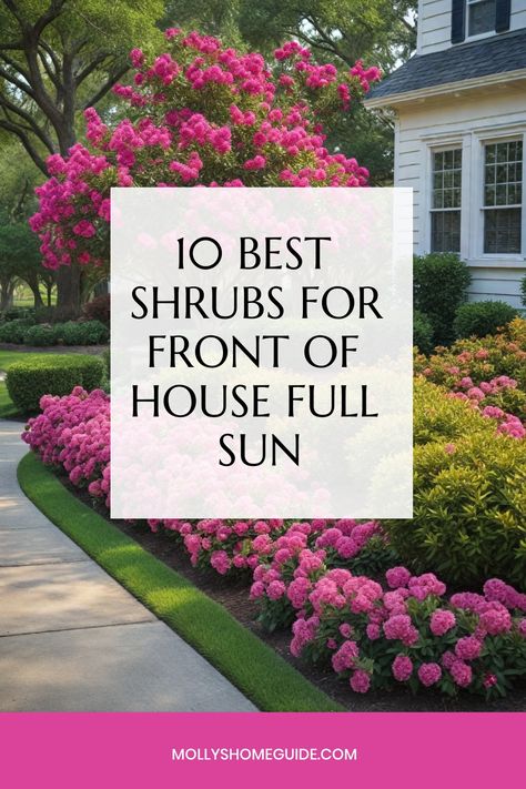 Explore a variety of low-maintenance shrubs that thrive in full sun for your landscaping needs. Discover the best shrubs, whether you're looking for dwarf evergreen options or vibrant flowering varieties. Add some color with shrubs featuring red leaves or opt for drought-tolerant options to create a beautiful yet practical front yard. Perfect for small spaces, these full-sun shrubs are ideal for enhancing the front of your house and making a statement with ease. Big Bushes In Front Of House, All Year Round Plants Front Yards, Small Shrubs In Front Of House, Year Round Plants Front Yards, Best Shrubs For Front Of House, Front House Landscaping Low Maintenance, All Year Round Plants, Bushes In Front Of House, Drought Tolerant Landscape Front Yard