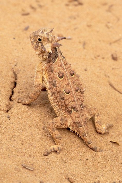 State Animals - State Mammals, Birds and Reptiles Texas Horned Lizard, State Animals, Desert Lizards, Horned Toad, Texas Animals, Horned Lizard, Small Lizards, Animal Movement, Desert Animals