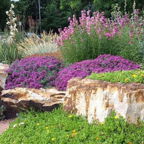 Drought Tolerant Shrubs, Mediterranean Gardens, Stone Patios, Cottage Landscape, High Country Gardens, Making Plant Pots, Country Gardens, Ice Plant, Front Yards