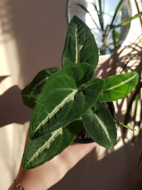 Syngonium Wendlandii Syngonium Wendlandii, Good Vibes, Indoor Plants, Plants