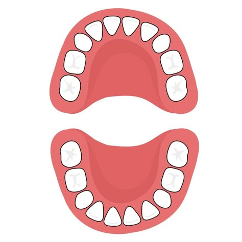 A baby's 20 primary teeth. Primary Dentition, Tooth Template, Dental Health Preschool Crafts, Teeth Clipart, Body Parts Preschool Activities, Dental Health Preschool, Tooth Cartoon, Dental World, Body Parts Preschool