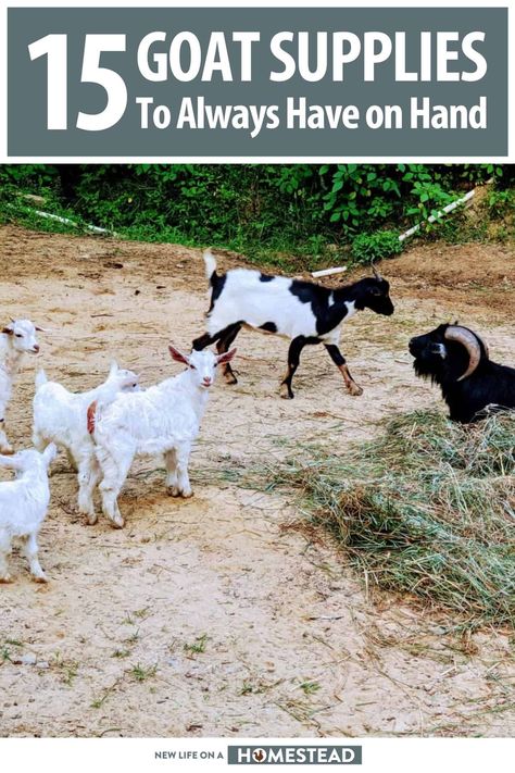 Taking care of goats means you will need the right supplies and equipment. Learn about 12 of the most important items to always keep on hand. #goats #homesteading Goat Meaning, Goat Health, Raising Goats, Backyard Farming, Types Of Animals, Chickens Backyard, Keep On, Pet Care, Goats