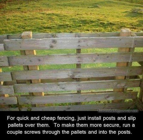 13 Pallet Fence Designs to Improve Your Backyard Wood Pallet Fence, Diy Dog Fence, Cheap Dog Kennels, Easy Fence, Cheap Fence, Pallet Fence, Dog Kennels, Patio Fence, Diy Fence