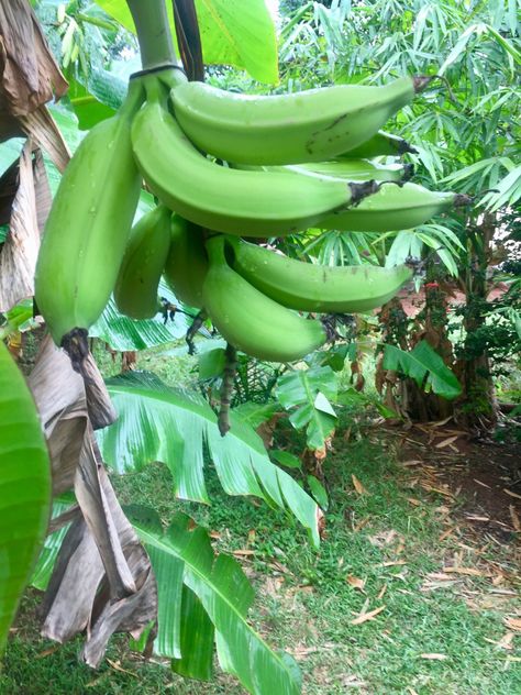 Plantain Tree, Diego Montoya, Ibadan Nigeria, Banana Fruit, Fruit Garden, Exotic Fruit, Gardening For Beginners, Flower Drawing, Trees