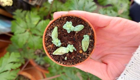 Burrows Tail Plant Care, Zebra Plant Propagation, Donkey Tail Plant Care, How To Propagate Burrows Tail, Burros Tail Succulent, Leaf Propagation, Gardening Projects, Early Photos, Tiny Plants