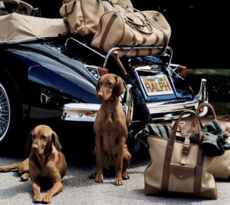 Old Money Dog, Ralph Lauren Ad, Ralph Lauren Ads, Hungarian Vizsla, Super Rich Kids, Old Car, Old Money Style, Rich Kids, Jairzinho