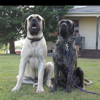 English Mastiffs, so cute  :) Almost looks like our pair of Mastiff; male apricot black faced and female reverse brindle... Brindle English Mastiff, British Mastiff, English Mastiff Dog, English Mastiff Puppies, Mastiff Breeds, Top Dog Breeds, Giant Dog Breeds, Clumber Spaniel, Mastiff Puppies