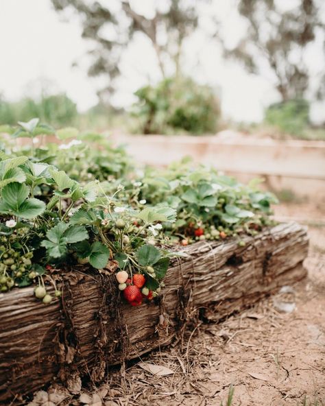 Austin Garden, East Facing Garden, Cut Flower Farm, Strawberry Farm, Forest Fruits, Strawberry Patch, Hobby Farms, Garden Lovers, Flower Farm