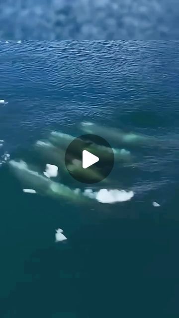 Dangerous North Sea on Instagram: "teamwork of killer whales

Discover the wild side of the ocean! In this adrenaline-packed video, encounter towering waves, fearless ships, and killer whales as you explore the dangers of the North Sea. Welcome to Dangerous North Sea!

#Ocean #Sea #Adventure #Dangerous #Extreme #Waves #Storm #Orca #KillerWhale #Ship #Boat #Maritime #Adrenaline #Nature #Wildlife #MarineLife #SeaStorm #DeepSea #EpicNature #Exploration #NatureLovers #WildSeas #OceanLife #RoughSeas #PowerOfNature #northsea #north #seastorm #bigwaves #bigship" Sea Storm, Sea Adventure, Animal Attack, Ship Boat, Betta Fish Tank, Reef Tank, Nature Wildlife, Killer Whales, North Sea