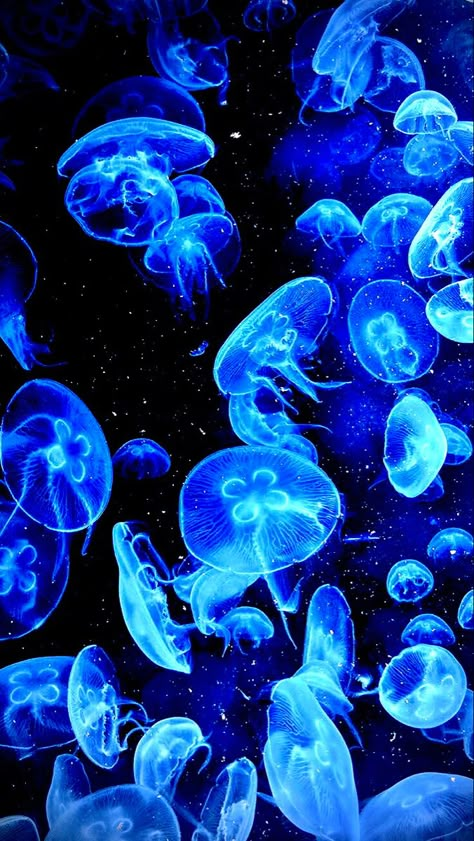 Really Cool Pictures, Jellyfish Background Wallpapers, Jelly Fish Wallpaper Blue, Blue Jellyfish Aesthetic, Blue Jellyfish Wallpaper, Jellyfish Wallpaper Aesthetic, Light Blue Jellyfish, Jellyfish Background, Jellyfish Icon