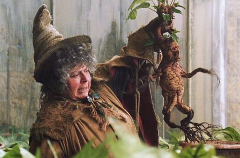 Professor Pomona Sprout shows a mandrake plant her 2nd year herbology class in Harry Potter and the Chamber of Secrets Harry Potter Mandrake, Harry Potter Kostüm, Mandrake Root, Hogwarts Professors, Harry Potter Halloween, Potter Facts, Harry Potter Costume, Harry Potter Facts, Harry Potter Series