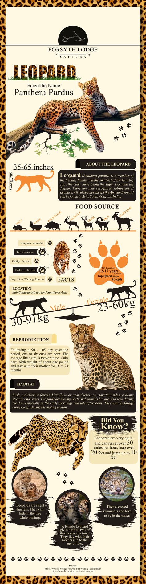 Animal Journaling, Zoo Infographic, Wildlife Infographic, Leopard Facts, Leopard Artwork, Animal Infographic, Amur Leopard, Nature Collage, Infographic Poster