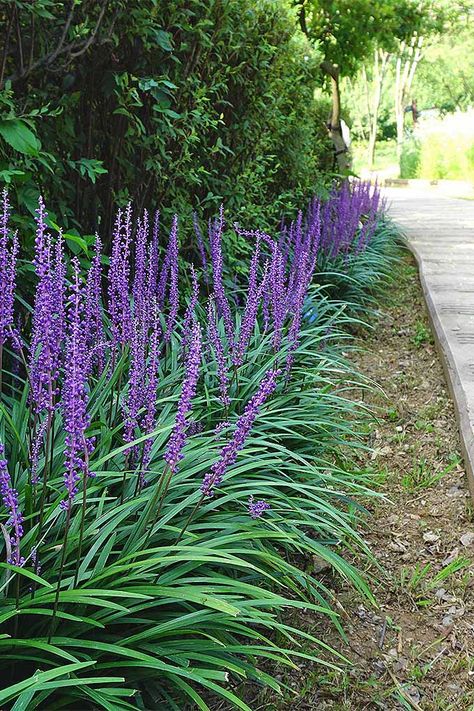 Flowering liriope makes a gorgeous ground cover- click through to check out more of our favorites: https://gardenerspath.com/how-to/lawns-and-grass/flowering-ground-covers/ #groundcover #flowers #gardening #landscaping Blue Liriope, Country Garden Landscaping, Lily Turf, Landscaping Along Fence, Liriope Muscari, Lawn Alternatives, Ground Covers, Shady Tree, Ground Cover Plants