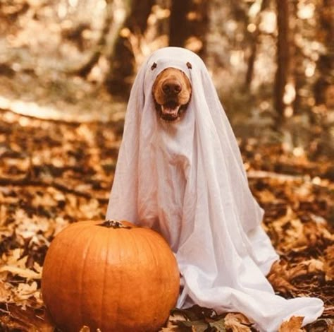 Seasonal Dog Photoshoot, Dog Sheet Ghost Photoshoot, Dog Halloween Photoshoot, Fall Dog Pictures, Fall Dog Photos, Puppy Photoshoot, Dog Photo Ideas, Dog Photo Shoot, Halloween Photo Shoot