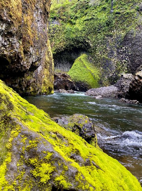 Discover the lush, green haven of Eagle Creek, Oregon, with its enchanting mossy rocks and serene trails. 🌿 Click to explore this hidden gem! #NatureLovers #OregonAdventure Mossy Rocks, Eagle Creek, Nature Wallpapers, Hidden Gem, Lush Green, Nature Wallpaper, Lush, Oregon, Places To Go