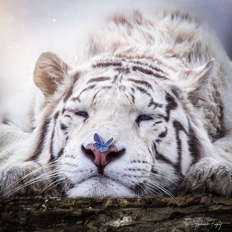 Cute Tigers, Pretty Animals, Cute Animals Images, Majestic Animals, Silly Animals, Fluffy Animals, Cute Wild Animals, White Tiger, Cute Animal Photos