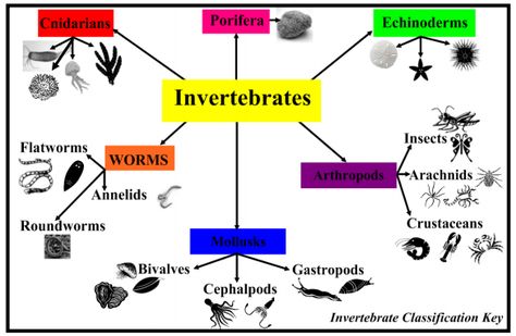 INVERTEBRATES CLASSIFICATION ACTIVITY.do Invertebrates Classification, Interactive Questions, Properties Of Matter, Arthropods, Crustaceans, Homeschool Science, Arachnids, Nature Kids, 5th Grades