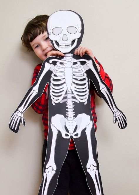 Life-Size Printable Human Skeleton for Kids Human Skeleton For Kids, Muscular System For Kids, Human Body Outline, Skeleton For Kids, Skeleton Template, Life Size Skeleton, Human Body Model, Body Outline, Skeleton Model