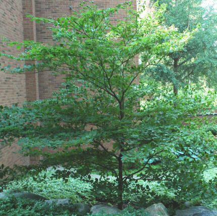 Pagoda Dogwood, Hedge Trees, Patio Trees, Shade Garden Plants, Shade Gardens, Dogwood Trees, Specimen Trees, Greenhouse Gardening, Ornamental Trees