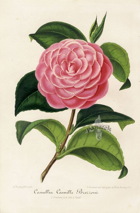 Camellia Plant, Decoupage Ideas, Illustration Botanique, Camellia Flower, Vintage Botanical Prints, Botanical Painting, Art Flowers, Botanical Drawings, Botanical Flowers