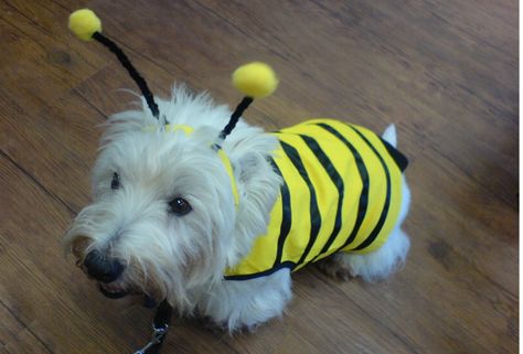 Westie Halloween, Pet Costumes For Dogs, Early Halloween, Bee Dog, Dog Clothes Diy, Highland Terrier, Pet Halloween Costumes, Halloween This Year, Dog Projects