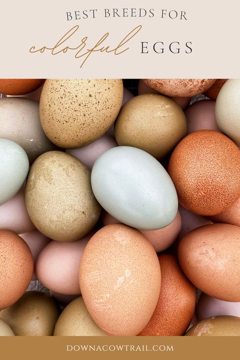 Speckled Chicken Eggs, Chicken Egg Color Chart, Chicken Breeds And Egg Color, Brahma Chicken Eggs, Egg Chart, Chicken Breeds Chart, Chicken Egg Colors, Chicken Breeding, Pink Eggs