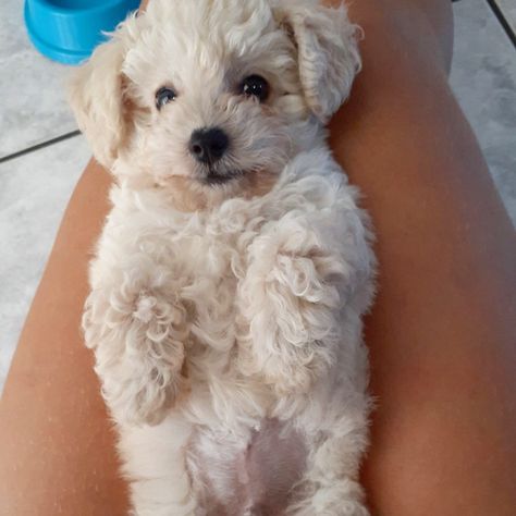 Poodle toy White Toy Poodle Puppy, Toy Poodle Puppies White, Poodle Puppy White, White Toy Poodle, Toy Poodle Puppy, Poddle, Bichon Frise Puppy, Poodle Toy, Yorkie Mix