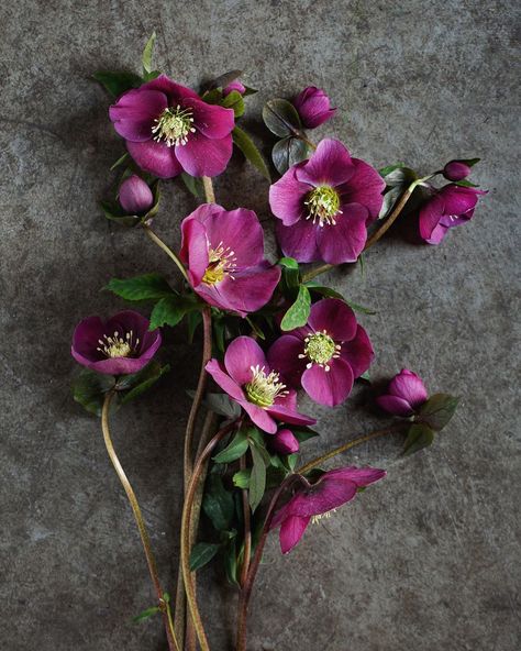 Hellebore Flowers, Hellebore Plants, Hellebores Flower, Botanical Reference Photos, Botanical Photos, Hellborne Flower, Hellebore Flower Tattoo, Hellebore Tattoo, Creepy Flowers