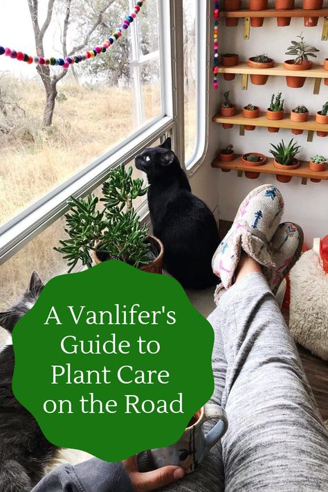 Just because you live on the road doesn’t mean you can’t take along some of the sweet little luxuries of home like beautiful, green house plants.  Photo credit: Instagram | 188sqft Plants In Caravan, Vanlife Plants, Van Life Plants, Van Plants, Rv Plants, Vanlife Hacks, Green Caravan, Campervan Build, Best Garden Plants