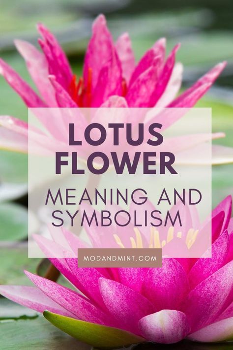 Planning on getting a Lotus flower tattoo? First find out what the meaning and symbolism is behind the lotus! Colorful Lotus Flower Tattoo Ideas, What Does A Lotus Flower Symbolize, Lotus Flower Symbol Meaning, Lotus Bird Tattoo, Lotus Tatoos Meaning, Lotus Flower Tattoo Women, Lotus Flower Color Tattoo, Colorful Lotus Tattoo, Leilani Tattoo