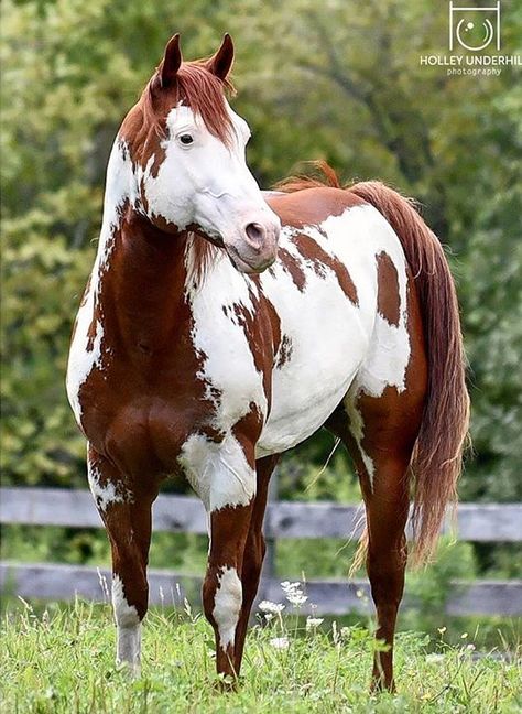 Paint Horse, Homesteading Animals, American Paint Horse, Pinto Horse, American Paint, Horse Pattern, Chestnut Horse, The Fox And The Hound, Horses And Dogs