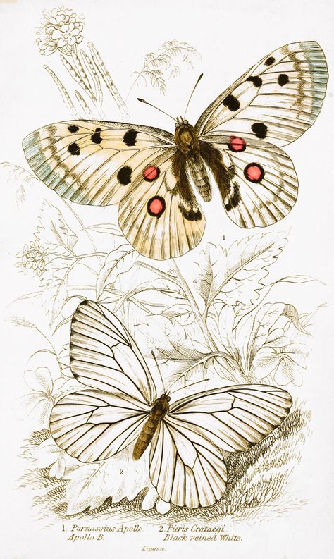 Antique Butterfly Illustration, White Butterfly Illustration, Butterfly Illustration Art, British Butterflies, Butterfly Image, Moth Art, Butterfly Images, Butterfly Illustration, Galaxy Painting