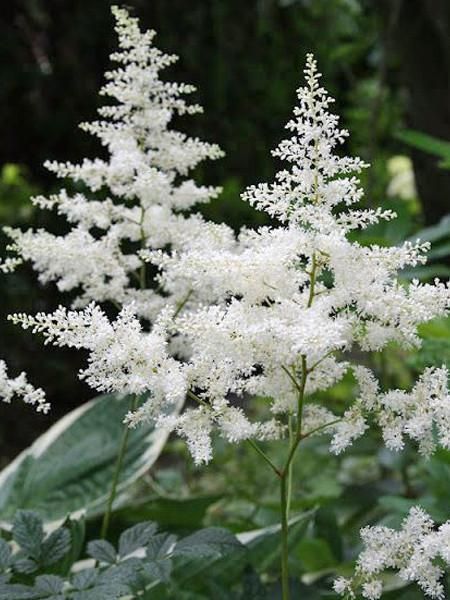 Astilbe White, False Spirea, Astilbe Bouquet, White Plants, Moon Garden, White Garden, Garden Borders, White Gardens, Shade Garden