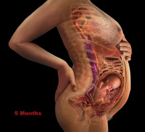 23 weeks anatomy diagram 23 Weeks Pregnant Belly, 23 Weeks Pregnant, Pregnancy Ultrasound, 5 Months Pregnant, Baby Ultrasound, Human Body Anatomy, Medical Anatomy, Body Anatomy, Medical Aesthetic