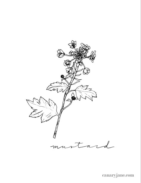 Mustard Seed Plant Drawing, Biblical Plant Tattoos, Mustard Seed Plant Tattoo, Mustard Seed Tattoo Faith, Faith As Small As A Mustard Seed Tattoo, Mustard Plant Tattoo, Faith Of A Mustard Seed Tattoo, Mustard Seed Tattoo Ideas, Mustard Tattoo