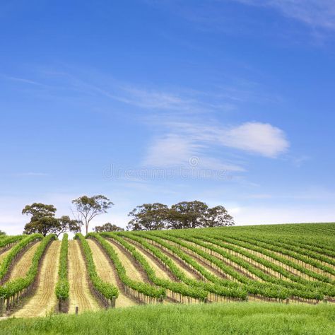 Vineyard Clare Valley Australia. Vineyard in the Clare Valley, South Australia #Sponsored , #Sponsored, #AD, #Clare, #Australia, #Valley, #Vineyard Colour Platette, Aussie Icons, Clare Valley, Australian Wine, Business Card Branding, Wine Region, South Australia, Fine Wine, Canvas Home