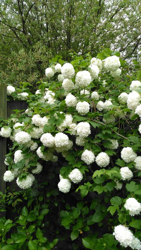 Snow ball Snowball Viburnum, Ball Flowers, Snow Balls, Luxury Florists, Flower Tower, In The Beginning God, Snow Ball, Wonderful Flowers, Gods Creation