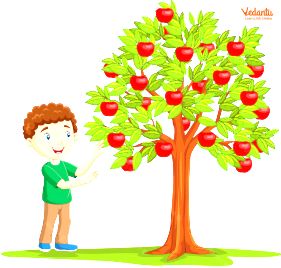 Picking Apples, Tree Story, Apple Vector, Apple Baskets, Fruit Cartoon, The Giving Tree, Cartoon Boy, Apple Picking, Drawing Cartoon