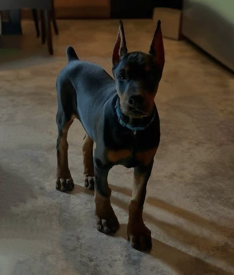 Perro Doberman Pinscher, Wholesome Dog, Trending Aesthetic, Puppies Cute, Art Pinterest, Dog Mommy, Doberman Pinscher Dog, Scary Dogs, Doberman Puppy