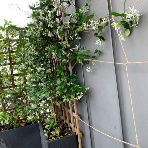 Jasmine Balcony, Balcony Trellis, Small Apartment Garden, Zen Balcony, Design Terrace, Small Apartment Balcony, Ideas Terraza, Small Apartment Balcony Ideas, Island Garden