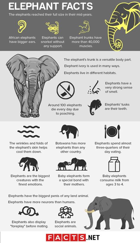 Wildlife Vet, Facts About Elephants, Elephants For Kids, Elephant Food, 10 Amazing Facts, Animal Infographic, Spirit Animal Meaning, Elephant Facts, Animals Information