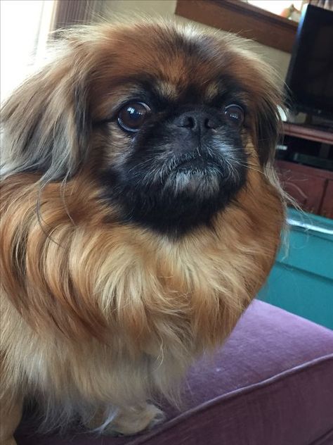 25 Hilarious Pics That Prove Pekingeses Are The Cutest Dogs Ever – The Paws Pekingese Puppies, Tick Removal, Dog Wheelchair, Tibetan Spaniel, Fu Dog, Pekingese Dogs, Cutest Dog Ever, Cutest Dogs, Indoor Dog