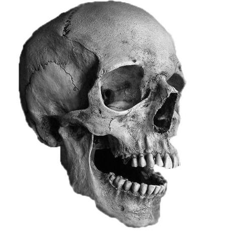 Skull 3/4 View, Skull Photography Reference, Human Skull Photography, Human Skull Reference, Skull Open Mouth, Skull Photography, Skull Photo, Skull Portrait, Real Human Skull