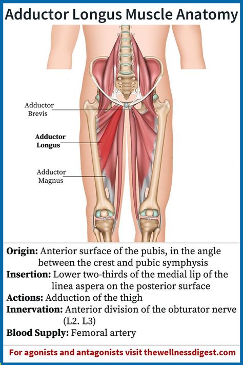 Adductor Longus Muscle, Adductor Longus, Leg Muscles Anatomy, Adductor Muscles, Femur Bone, Muscle Anatomy, Leg Muscles, Human Anatomy, Muscles