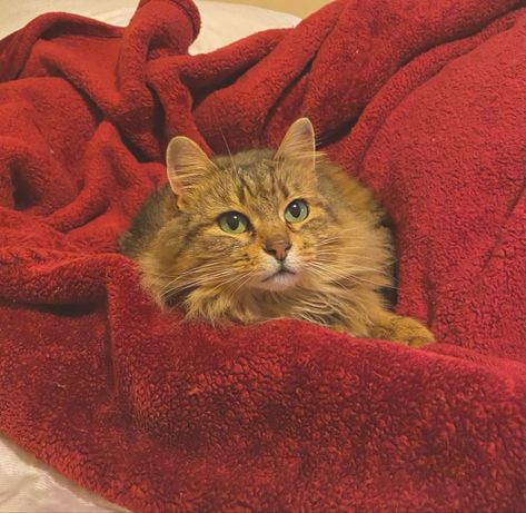 cute cat sits on a red velvet blanket on a bed Red Cats Aesthetic, Red Blanket Aesthetic, Red Animal Aesthetic, Cat Red Aesthetic, Red Cat Aesthetic, Animal Witch, Cute Cat Aesthetic, Lounge Vibes, Color Characters