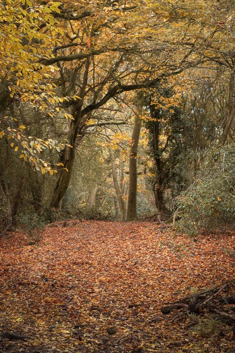 Welcoming Woodland | Autumn colours welcome us to woodland a… | Flickr Waldorf Aesthetic, Woodland Autumn, Autumn Witch, Autumn Colours, Woodland Garden, Planting, Fall Colors, Mood Board, Castle